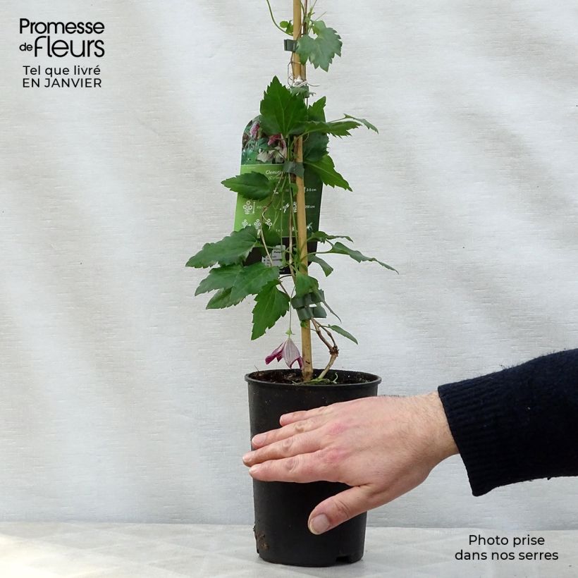 Amostra de Clématite - Clematis cirrhosa Freckles Vaso de 2 L/3 L tal como entregue no inverno