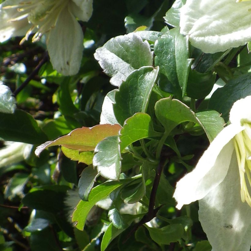 Clematis Wisley Cream (Folhagem)