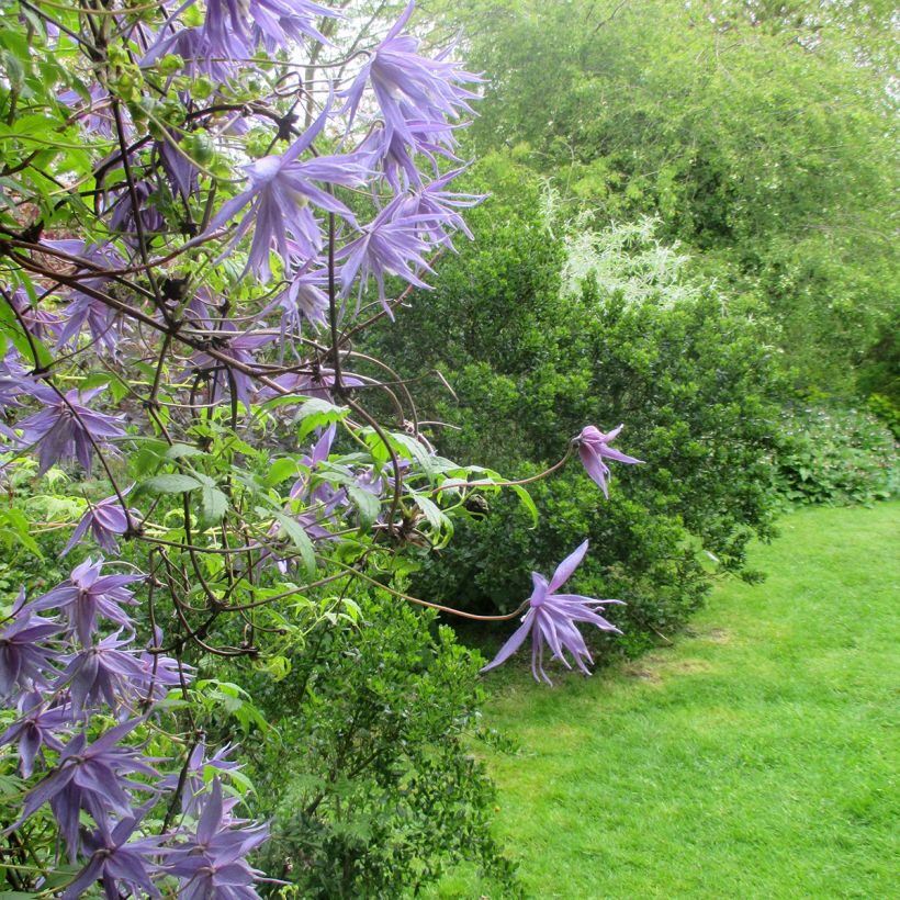Clematis macropetala (Hábito)