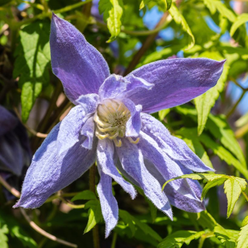 Clematis macropetala (Floração)