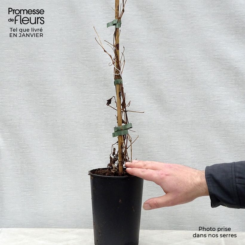 Amostra de Clématite - Clematis fargesii Summersnow Vaso de 2 L/3 L tal como entregue no inverno