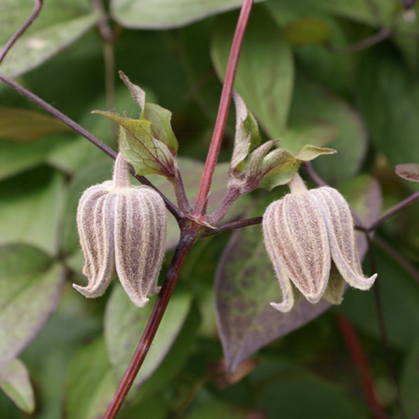 Clematis fusca (Floração)