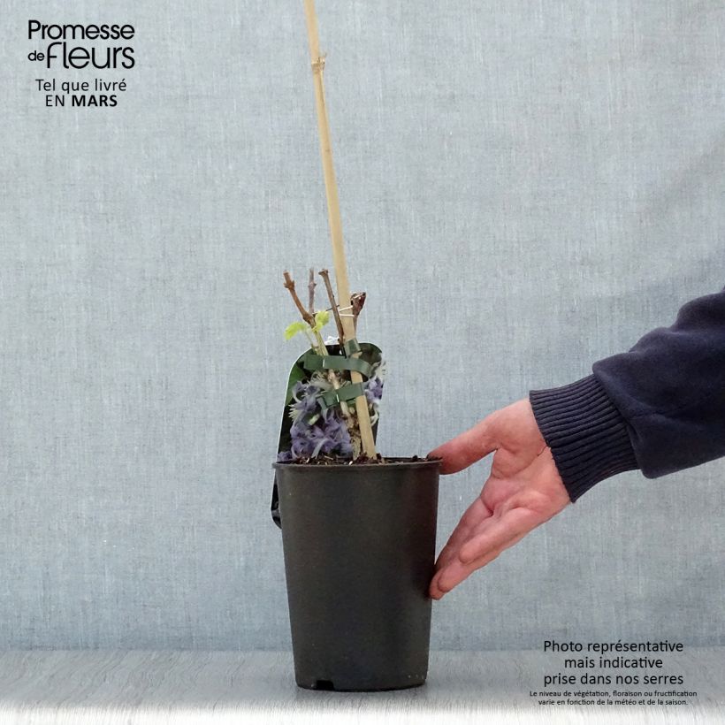 Amostra de Clematis heracleifolia Côte d'Azur Vaso de 2 L/3 L tal como entregue na primavera