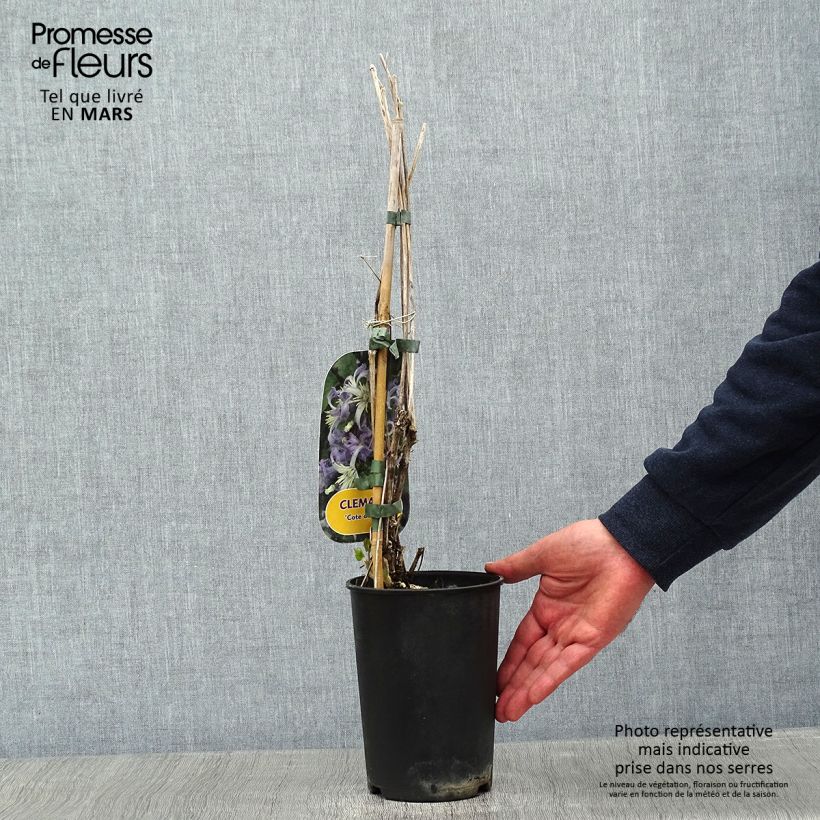 Amostra de Clematis heracleifolia Côte d'Azur 2/3L Pot de 2L/3L tal como entregue no inverno