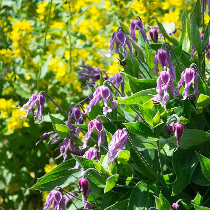 Clematis integrifolia Jessica (Hábito)