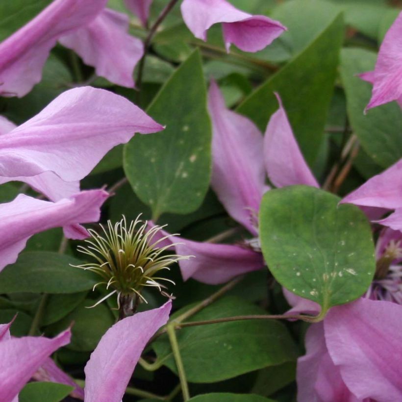 Clematis integrifolia Saphyra Duo Rose (Folhagem)
