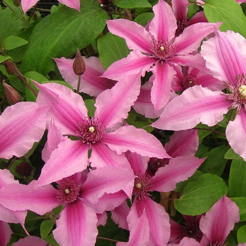 Clematis integrifolia Saphyra Duo Rose (Floração)