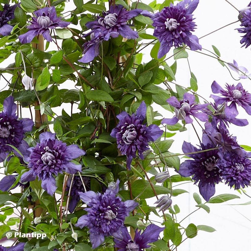 Clematis Kokonoe (Folhagem)