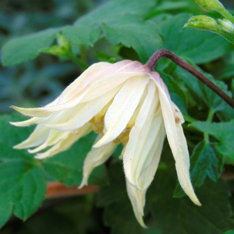 Clematis Amber (Floração)