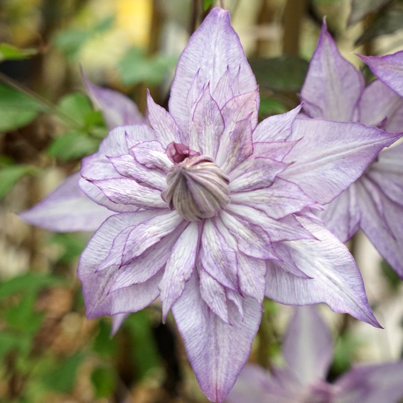 Clematis Lady Kyoko (Floração)