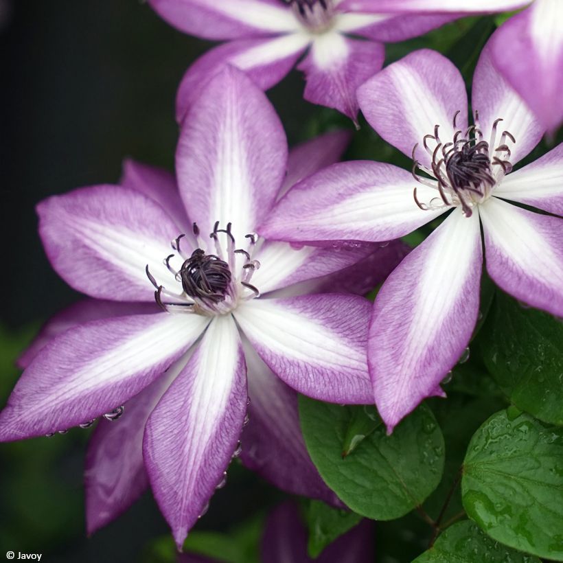 Clematis Lavallée n°1 (Floração)