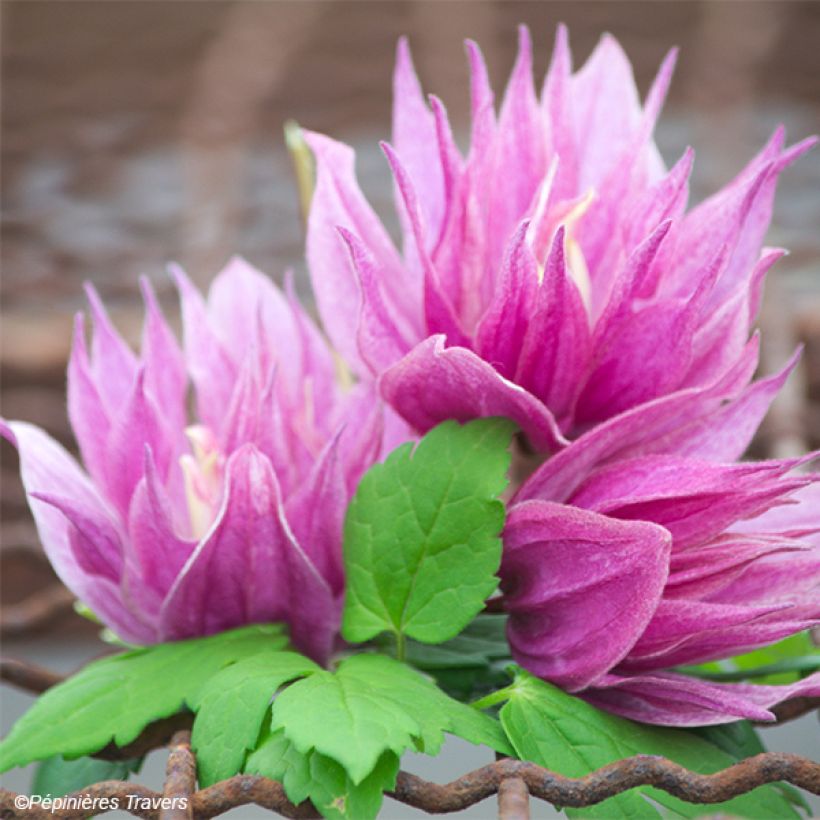 Clematis macropetala Purple Dream (Floração)