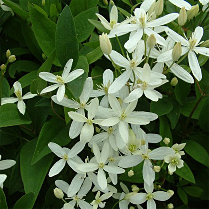 Clematis mandshurica (Floração)
