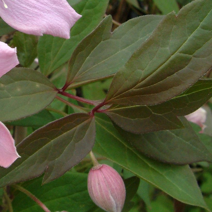Clematis montana Fragrant Spring (Folhagem)
