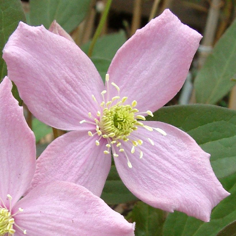 Clematis montana Fragrant Spring (Floração)
