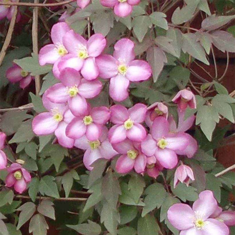 Clematis montana Freda (Floração)