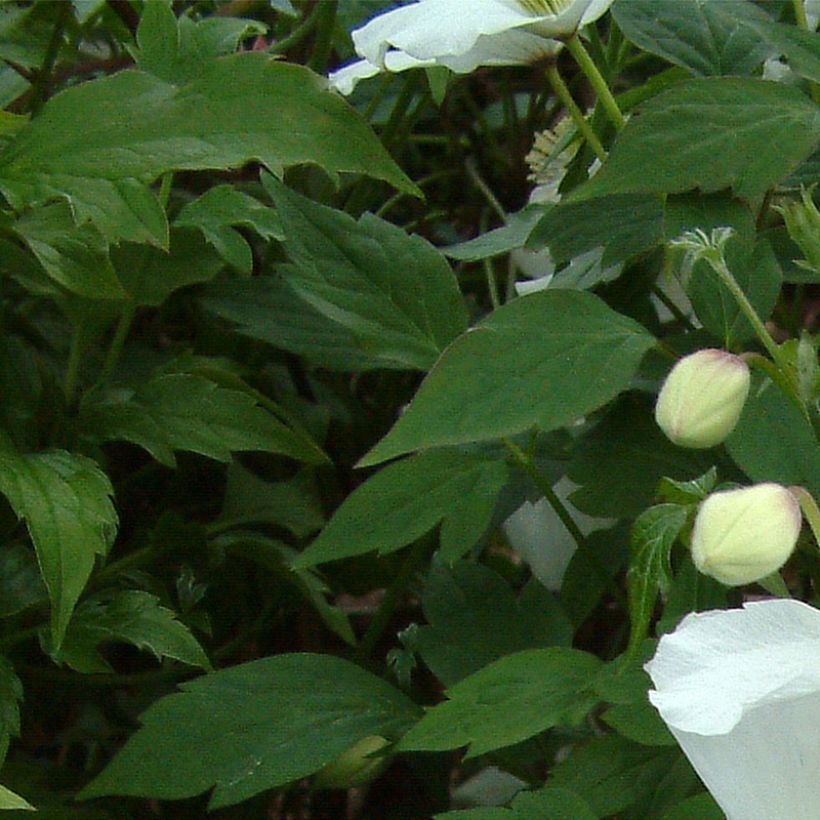 Clematis montana Grandiflora (Folhagem)