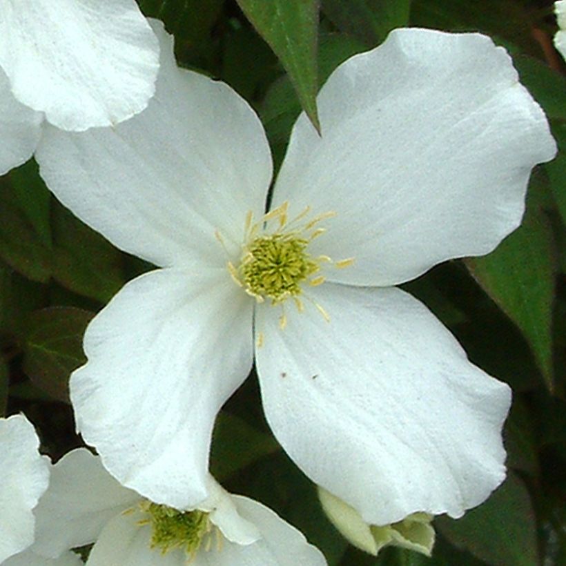 Clematis montana Grandiflora (Floração)