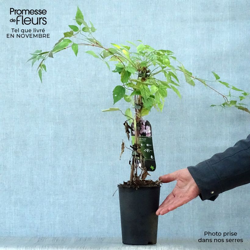 Amostra de Clematis montana Mayleen Vaso de 2 L/3 L tal como entregue no outono