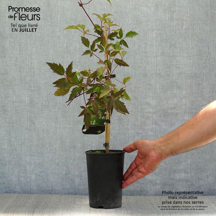 Amostra de Clematis montana Pink Perfection Vaso de 1,5 L/2 L tal como entregue no verão