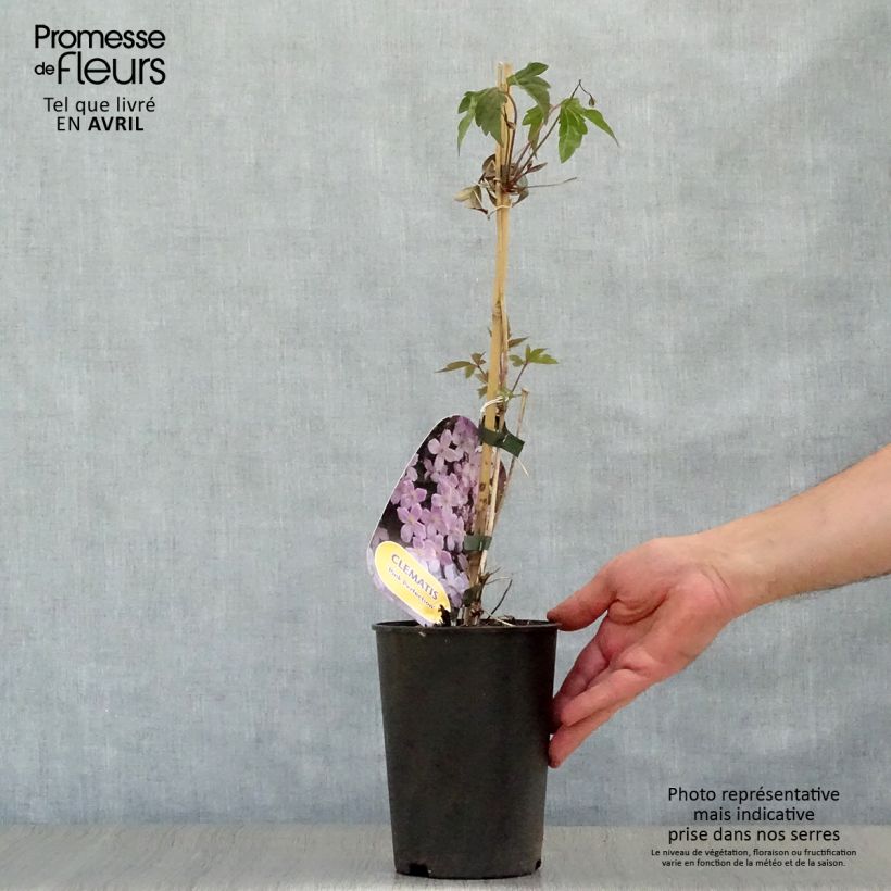 Amostra de Clematis montana Pink Perfection Vaso de 1,5 L/2 L tal como entregue na primavera
