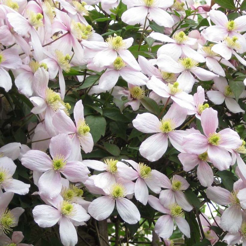 Clematis montana Rubens (Floração)