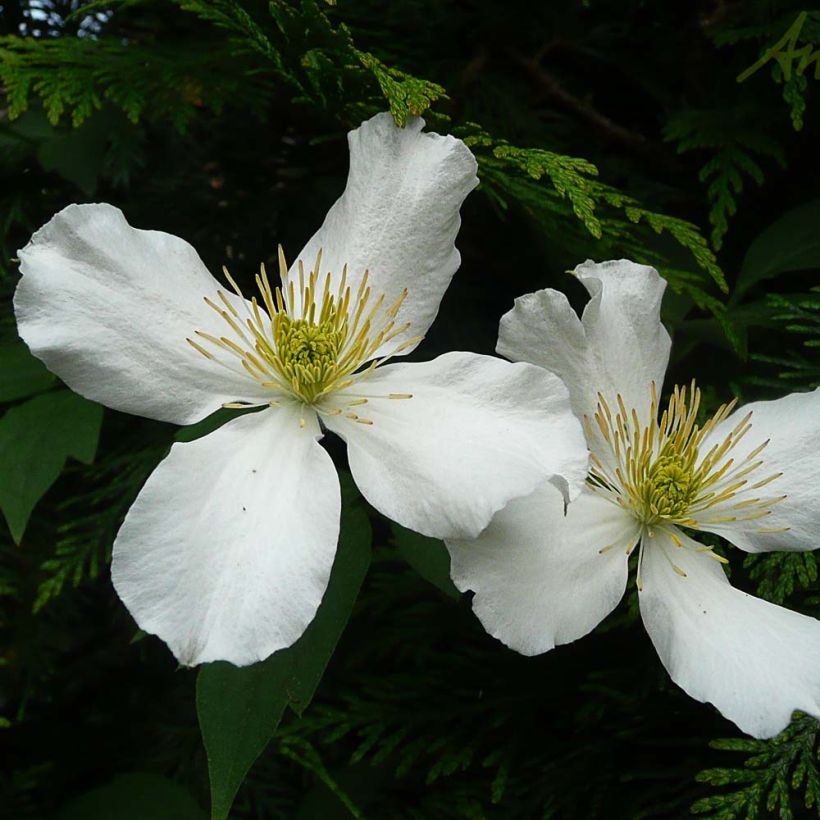 Clematis montana Spooneri (Floração)
