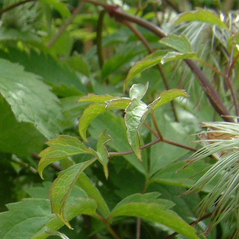Clematis serratifolia (Folhagem)