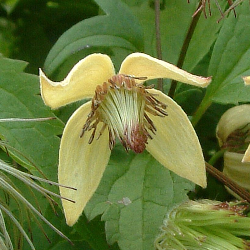Clematis serratifolia (Floração)