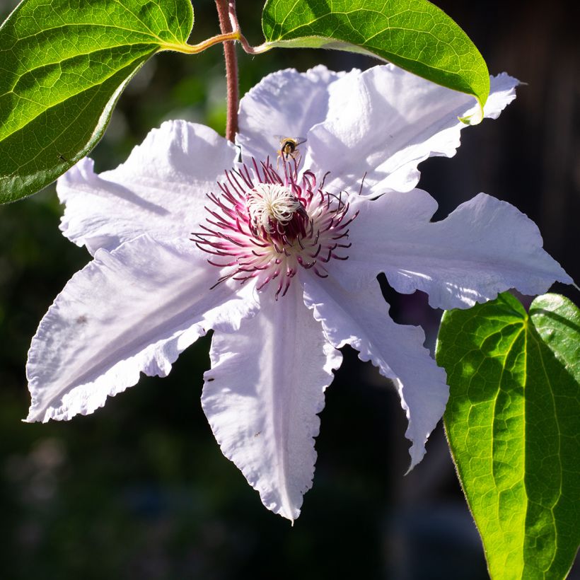 Clematis Snow Queen (Floração)