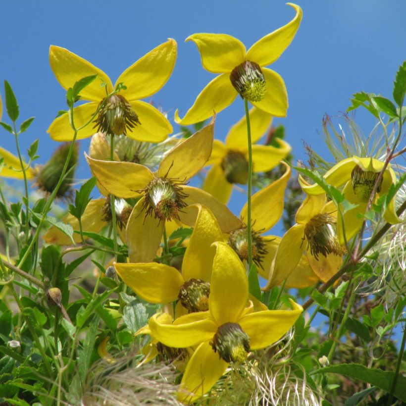 Clematis tibetana subsp. tangutica (Floração)