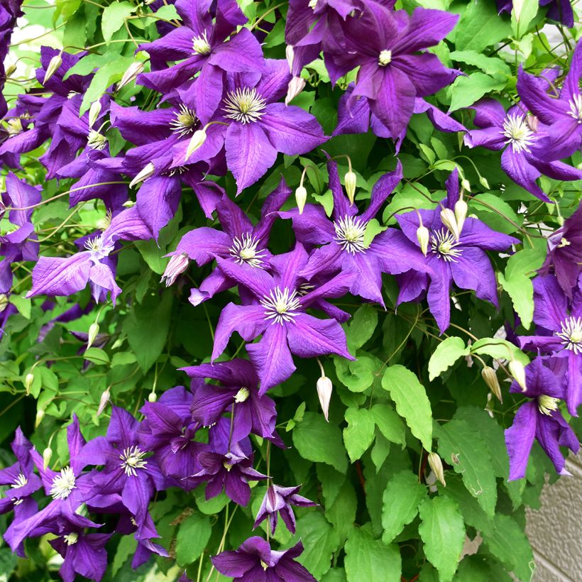 Clematite Aotearoa (Hábito)