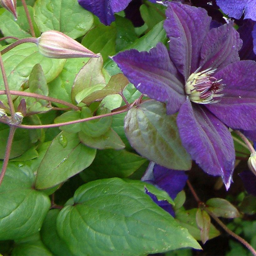 Clematis viticella Happy Birthday (Folhagem)