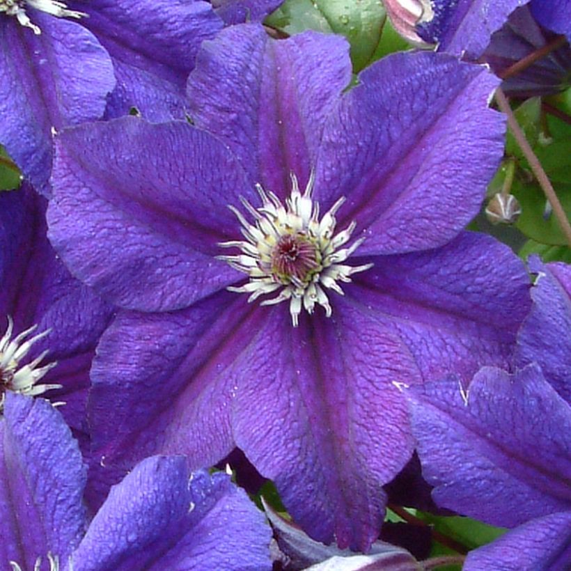 Clematis viticella Happy Birthday (Floração)