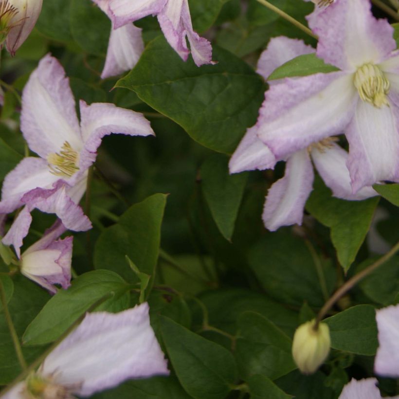 Clematis viticella Little Nell (Folhagem)