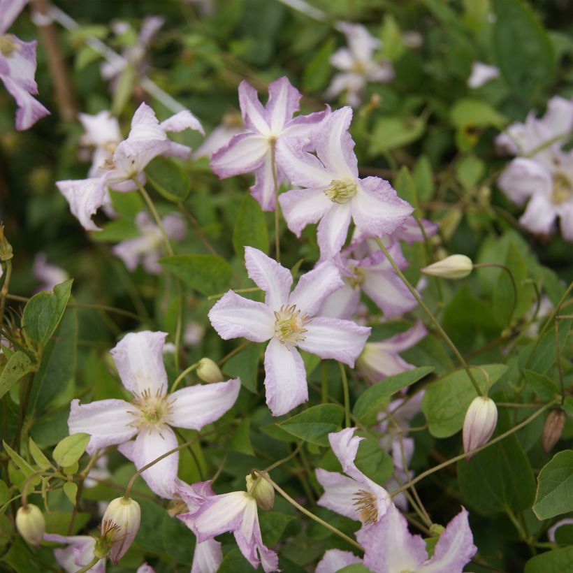 Clematis viticella Little Nell (Floração)