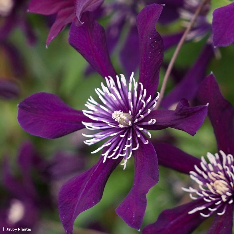 Clematis viticella Panther (Floração)