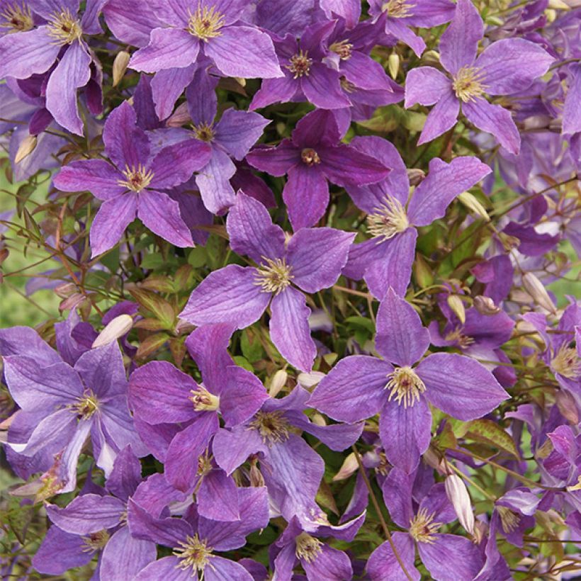 Clematis viticella Sunny Sky (Floração)