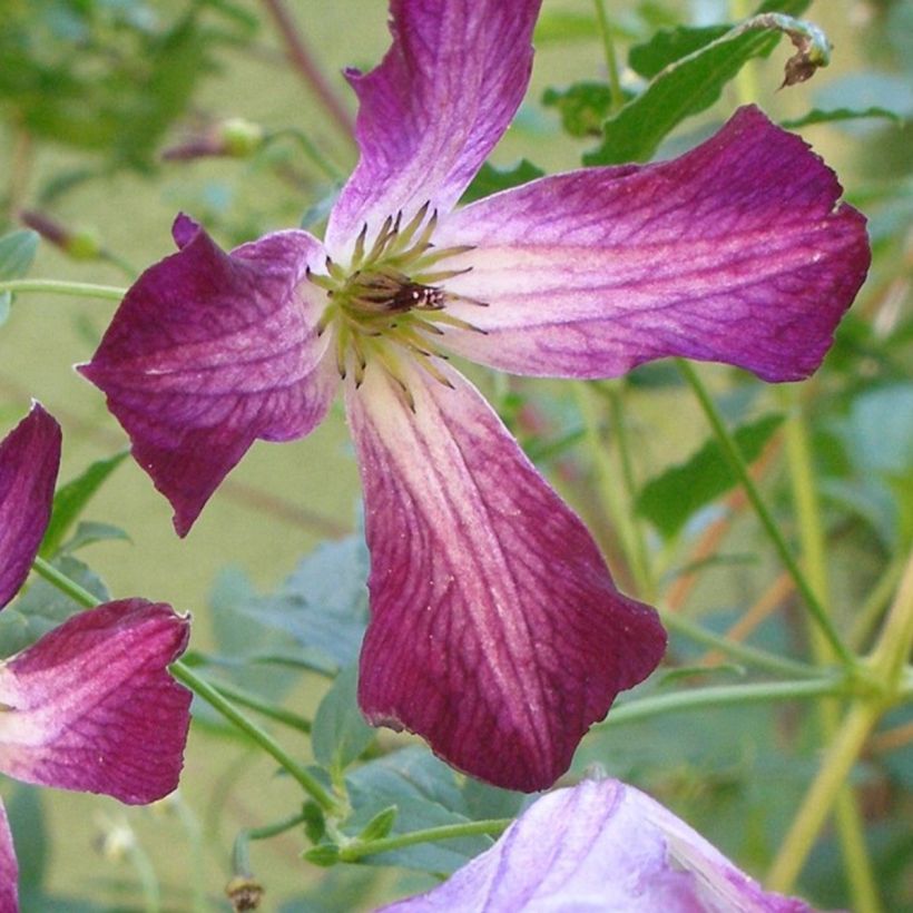 Clematis viticella Walemburg (Floração)