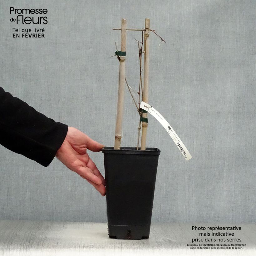 Amostra de Clématite Black Tea Vaso de 1,5 L/2 L tal como entregue no inverno