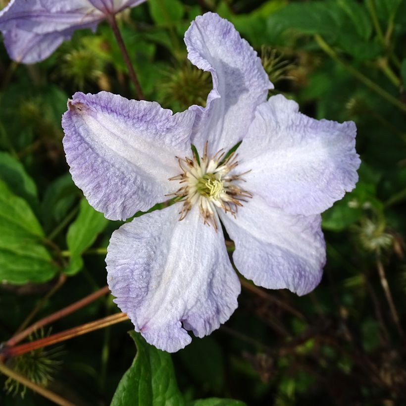 Clematis Blekitny aniol (Floração)