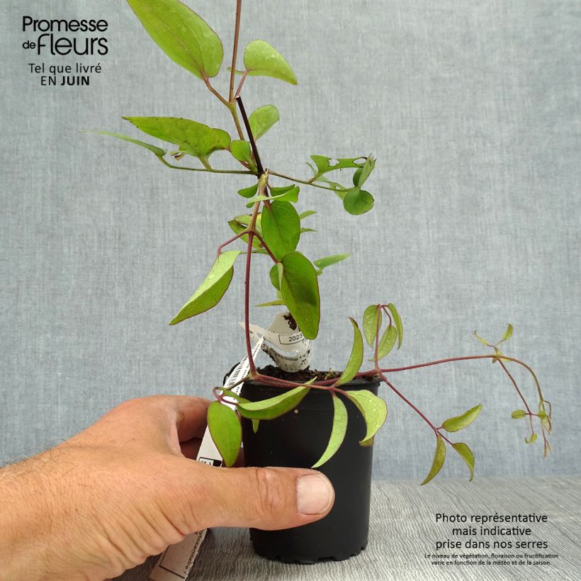 Amostra de Clematis Blekitny aniol Vaso de 8/9 cm tal como entregue no verão
