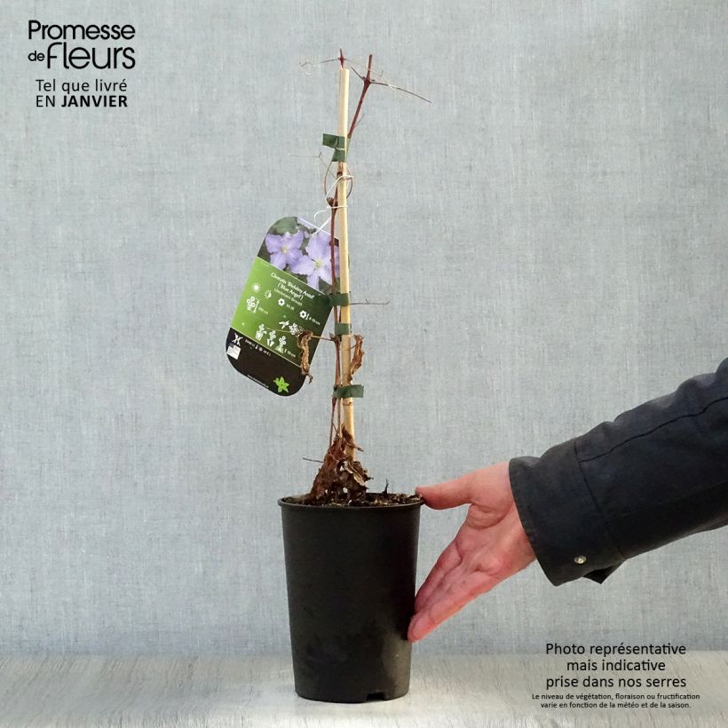 Amostra de Clématite Blekitny Aniol (Blue Angel) Vaso de 1,5 L/2 L tal como entregue no inverno