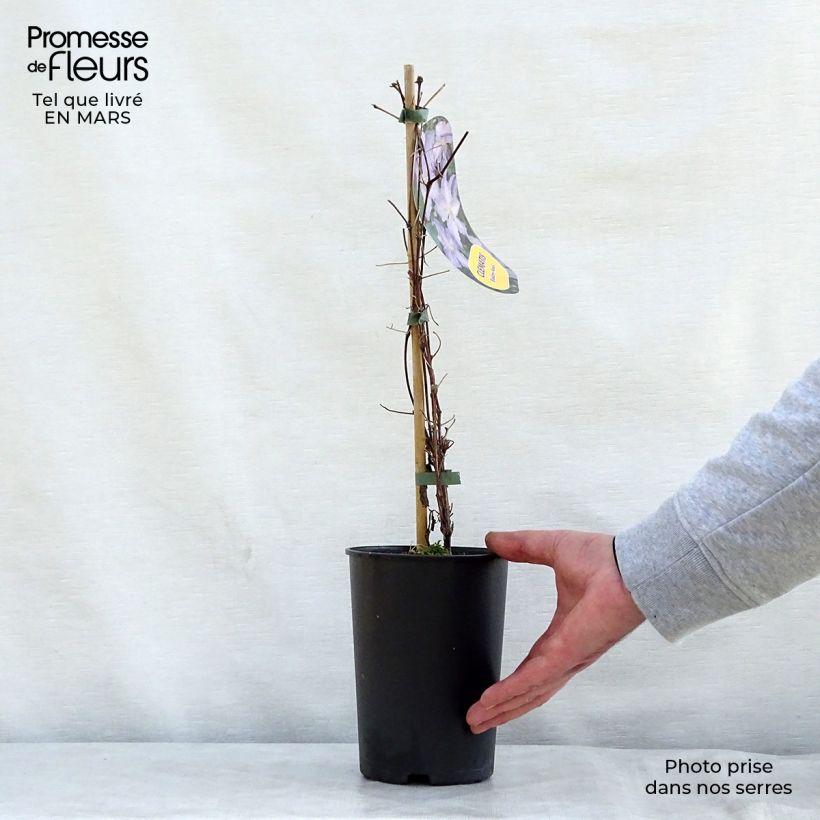 Amostra de Clematis Blekitny aniol Vaso de 1,5 L/2 L tal como entregue na primavera