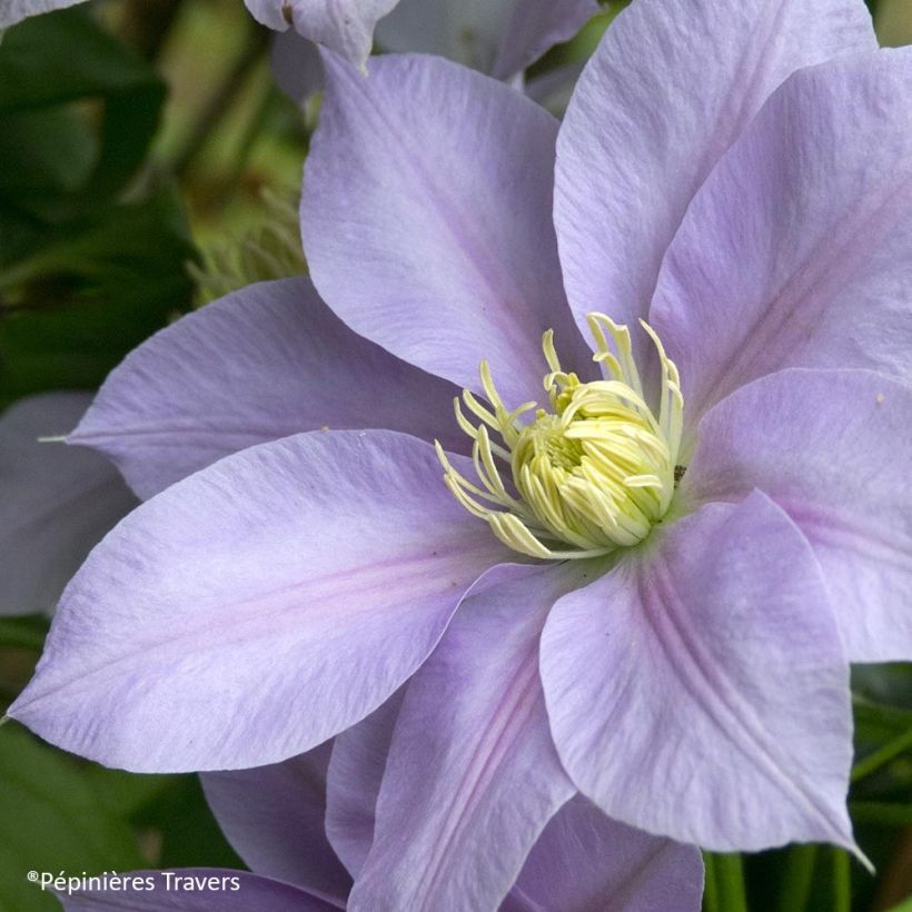 Clematis Blue Eyes (Floração)