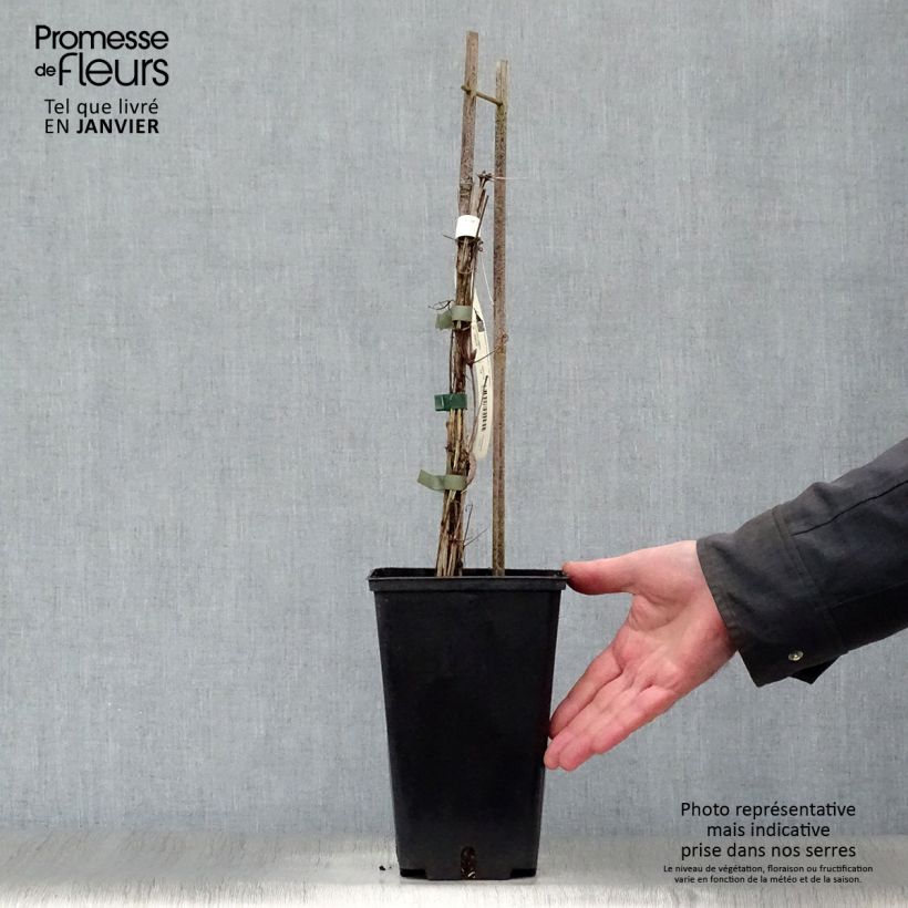 Amostra de Clématite Burma Star en pot de 2L./3L. tal como entregue no inverno