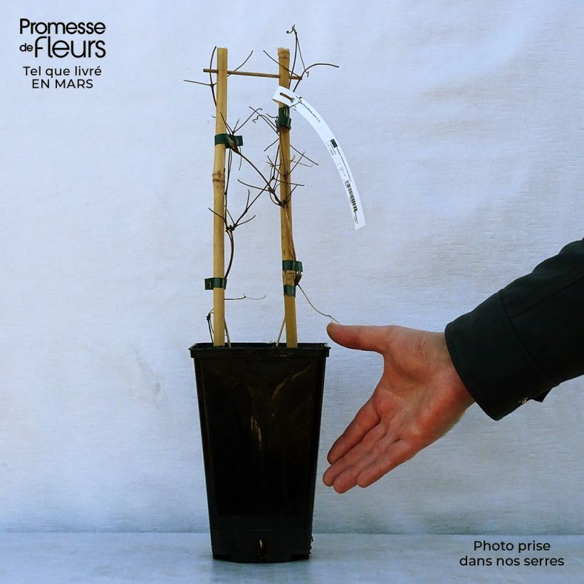 Amostra de Clematis Black Tea Vaso de 2 L/3 L tal como entregue na primavera