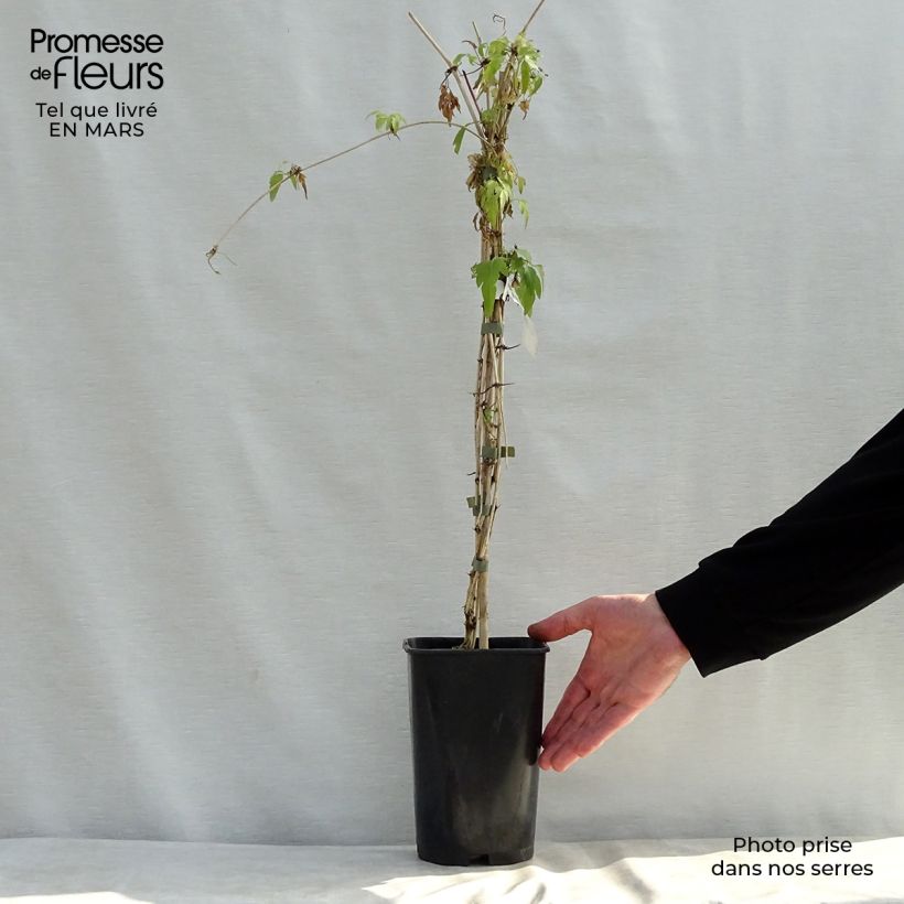 Amostra de Clematis Christmas Surprise Vaso de 2 L/3 L tal como entregue na primavera