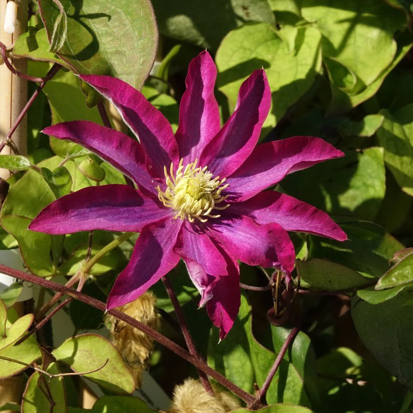 Clematis Abilène (Floração)