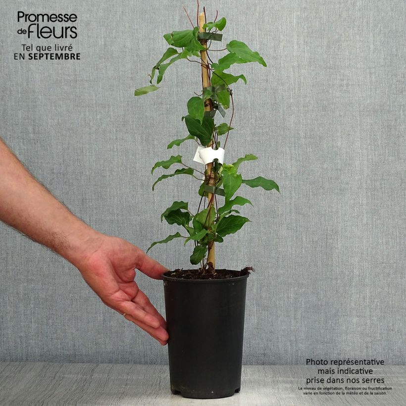 Amostra de Clematis Alice Fisk Vaso de 2 L/3 L tal como entregue no outono